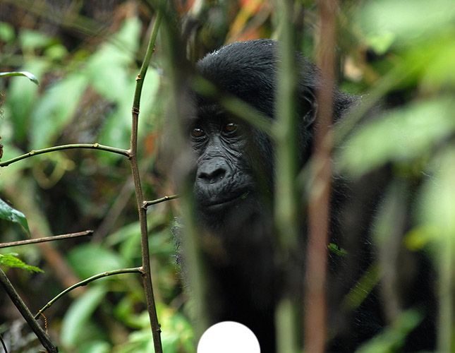 5 Days Rwanda Gorilla Trekking