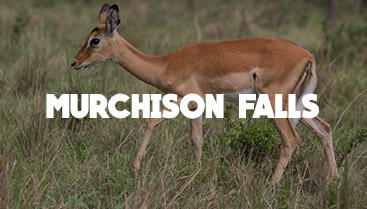 Murchison-falls